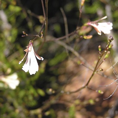 Goodenia pinifolia unspecified picture