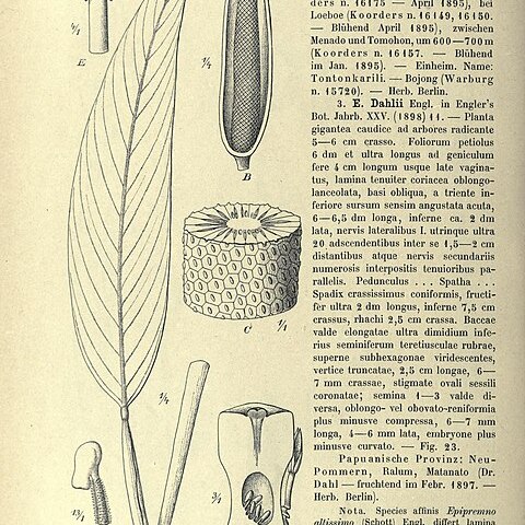 Epipremnum falcifolium unspecified picture