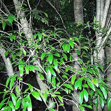 Pittosporum lancifolium unspecified picture