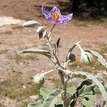 Solanum quadriloculatum unspecified picture