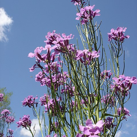 Hesperis unspecified picture