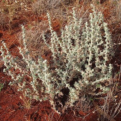 Sclerolaena cornishiana unspecified picture