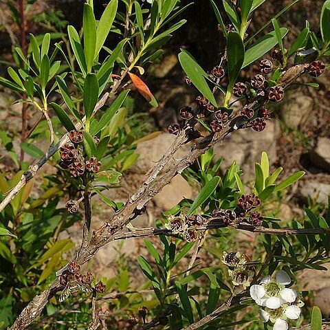 Leptospermum emarginatum unspecified picture