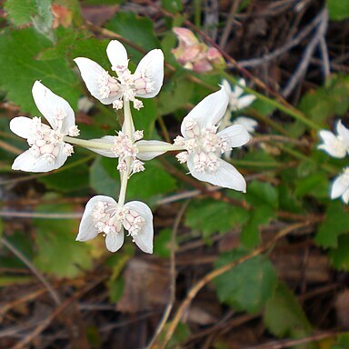 Xanthosia rotundifolia unspecified picture