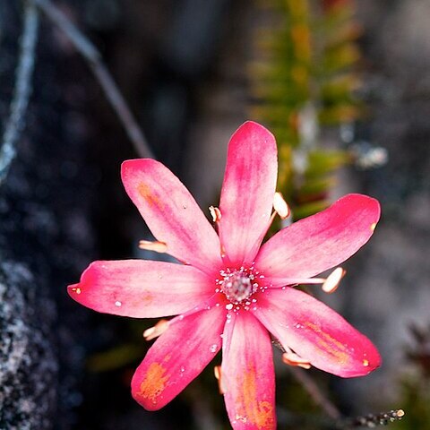 Ledothamnus sessiliflorus unspecified picture