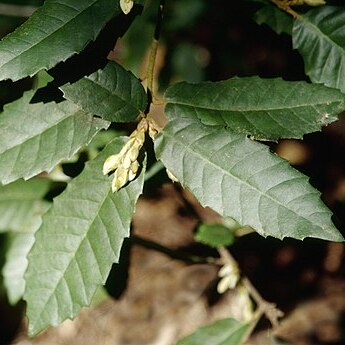 Notholithocarpus densiflorus unspecified picture