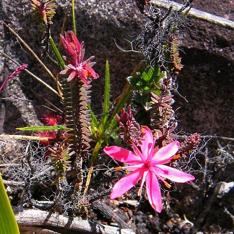 Ledothamnus unspecified picture