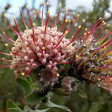 Leucospermum calligerum unspecified picture