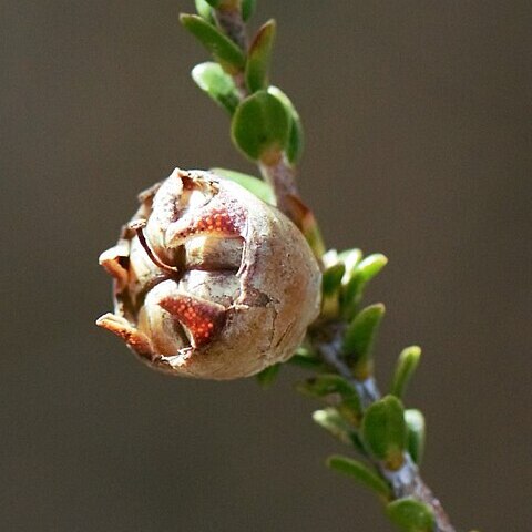 Leptospermum epacridoideum unspecified picture