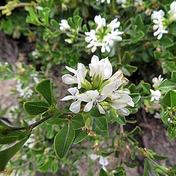 Otholobium bowieanum unspecified picture