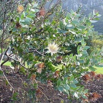 Protea aurea unspecified picture