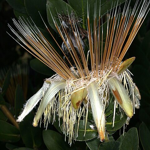 Protea aurea subsp. potbergensis unspecified picture