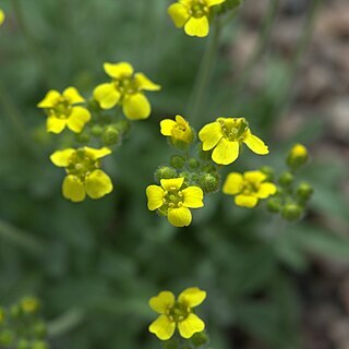 Draba rosularis unspecified picture