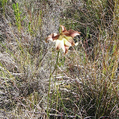 Gladiolus liliaceus unspecified picture