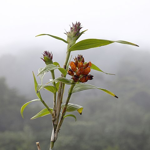 Elleanthus hymenophorus unspecified picture