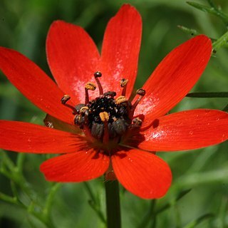 Adonis aestivalis subsp. squarrosa unspecified picture