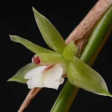 Scaphyglottis brasiliensis unspecified picture