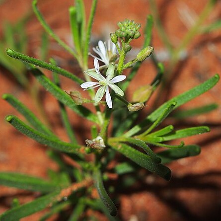 Lepidium phlebopetalum unspecified picture