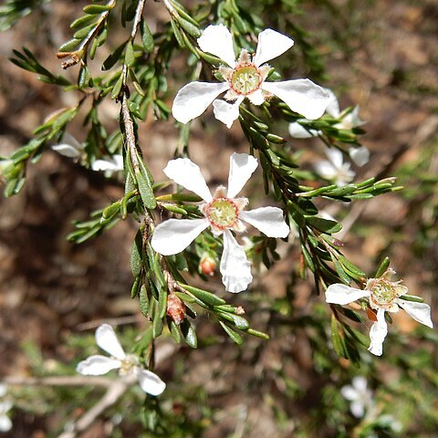 Leptospermum parvifolium unspecified picture