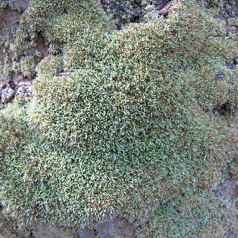 Calymperaceae unspecified picture