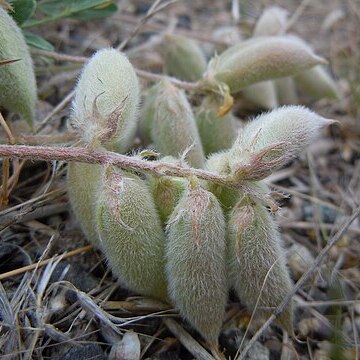 Astragalus lotiflorus unspecified picture