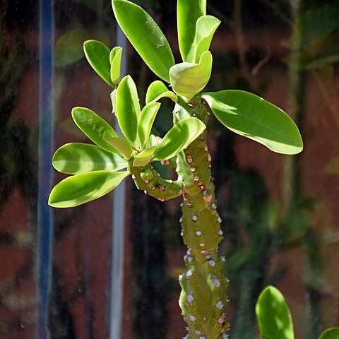 Euphorbia undulatifolia unspecified picture