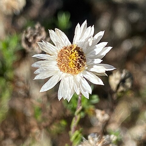 Helichrysum calvertianum unspecified picture