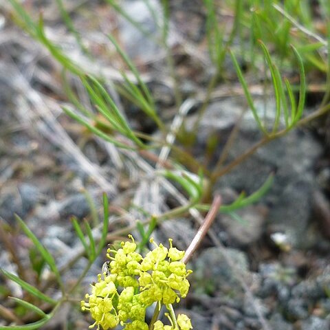 Lomatium farinosum unspecified picture