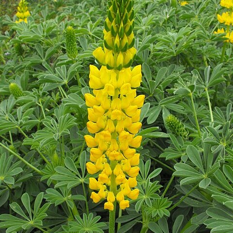 Lupinus densiflorus unspecified picture