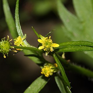 Ranunculus uncinatus unspecified picture