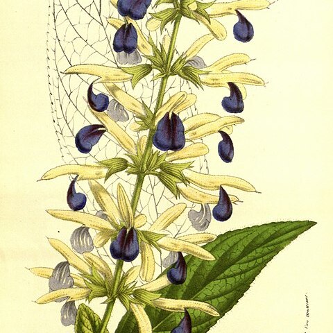 Salvia albocaerulea unspecified picture