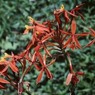 Epidendrum macrocarpum unspecified picture