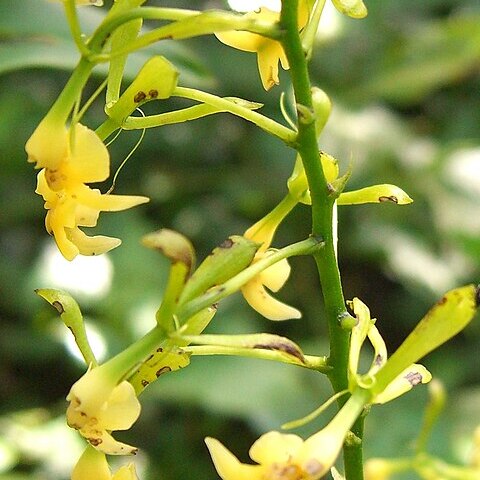 Epidendrum paniculatum unspecified picture