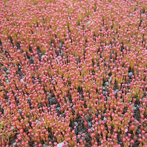 Crassula aphylla unspecified picture