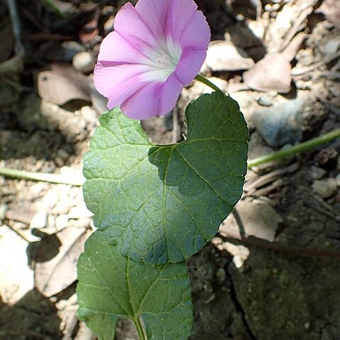 Convolvulus coelesyriacus unspecified picture