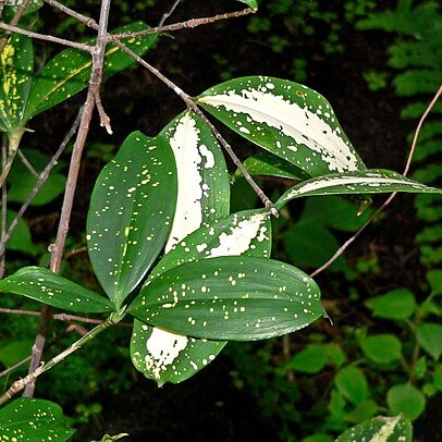 Dracaena surculosa unspecified picture