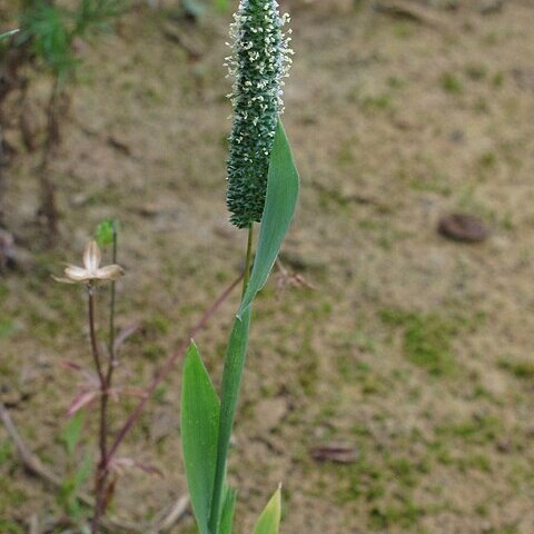 Phleum paniculatum unspecified picture