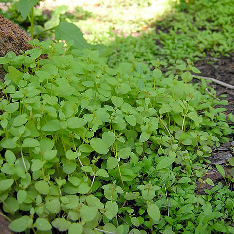 Erythranthe gemmipara unspecified picture