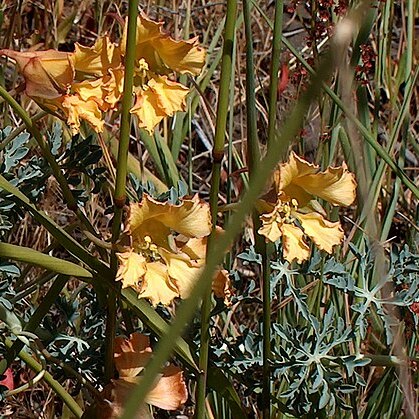 Tropaeolum incisum unspecified picture