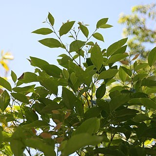 Phyllanthus cuatrecasanus unspecified picture