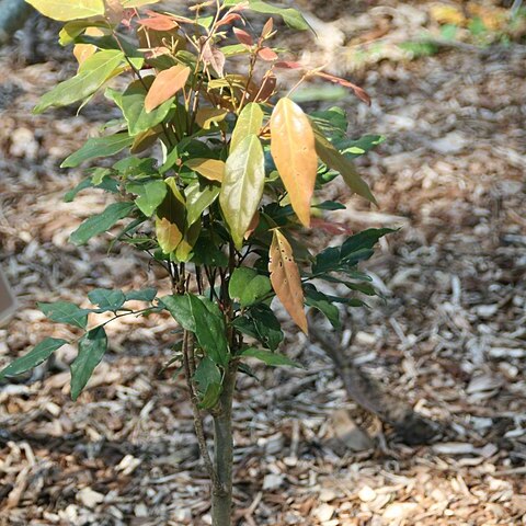 Phyllanthus cuscutiflorus unspecified picture