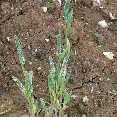 Phleum paniculatum unspecified picture