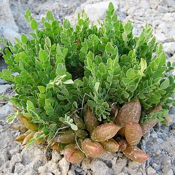 Astragalus megacarpus unspecified picture