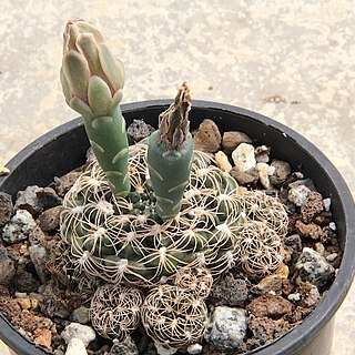 Gymnocalycium calochlorum unspecified picture