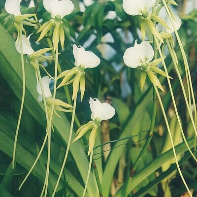 Angraecum longicalcar unspecified picture