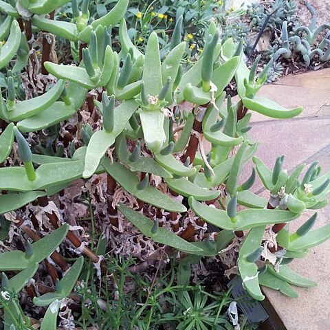 Mitrophyllum mitratum unspecified picture