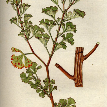 Pelargonium ternatum unspecified picture