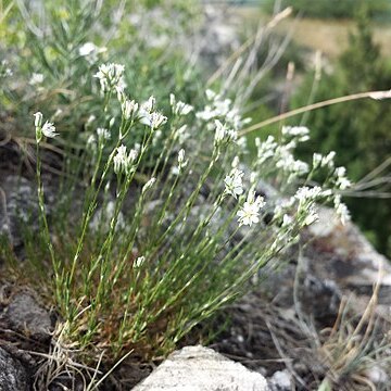 Minuartia setacea unspecified picture