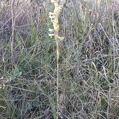 Dichromanthus michuacanus unspecified picture