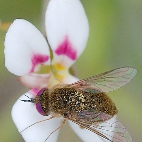 Stylidium pycnostachyum unspecified picture